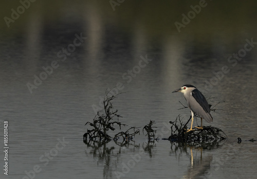 Black-crowned Night heron at Tubli bay, Bahrain