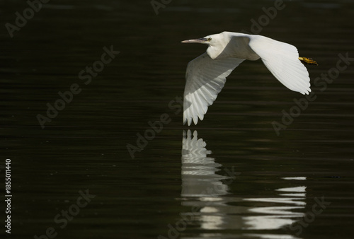 Western reef heron in flight with refleciton on water at Tubli bay, Bahrain