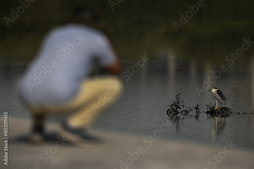 A photographer taking photo of a Black-crowned Night Heron at Tubli bay