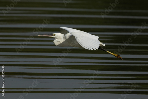 Western reef heron flying at Tubli bay, Bahrain