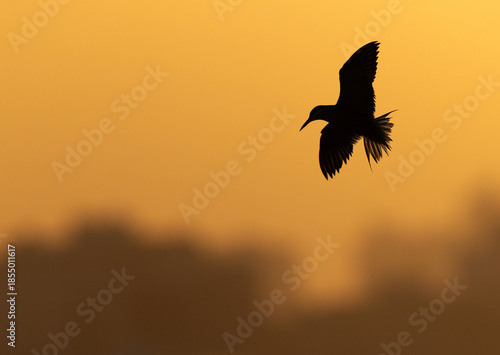 Silhouette of a White-cheeked Tern flying in the morning hours at Tubli bay, Bahrain