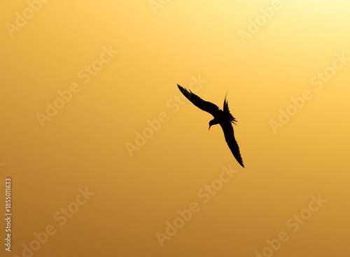 Silhouette of a White-cheeked Tern in flight at Tubli bay, Bahrain