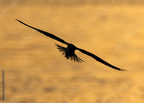 White-cheeked Tern in flight at Tubli bay, Bahrain