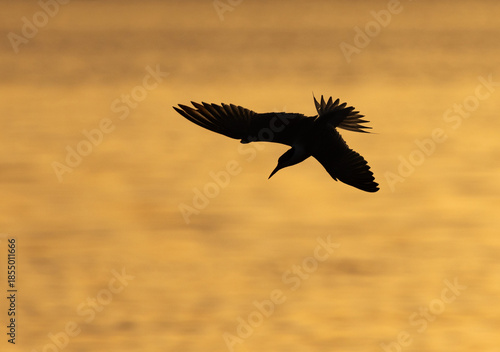 White-cheeked Tern fishing at Tubli bay, Bahrain