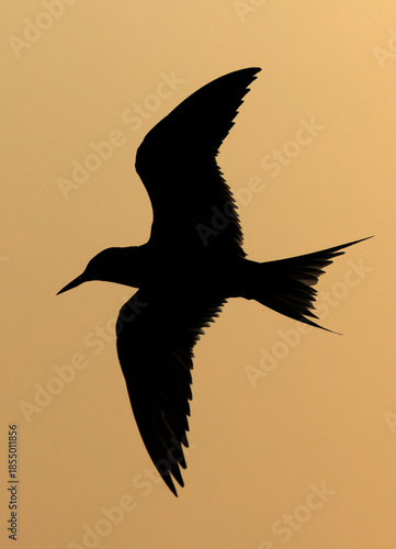 White-cheeked Tern fishing at Tubli bay, Bahrain