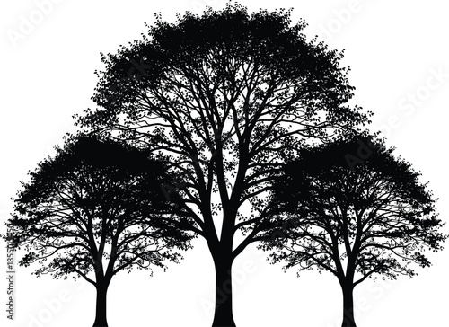 Three black silhouette deciduous trees with detailed branches and leaves against a white background