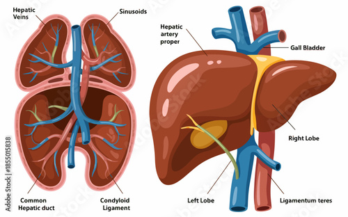 Detailed Liver Anatomy Diagram Highlighting Key Structures