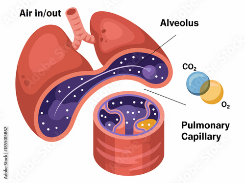 Lung Anatomy Illustration Alveolus Pulmonary Capillary