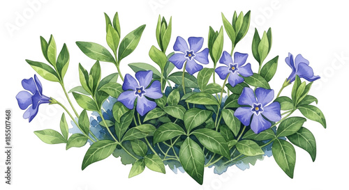 Watercolor periwinkle flowers and green leaves on black background vinca floral