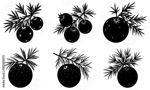 Six Black Star Anise Pods with Branches on White Background botanical spice