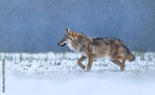 Grey wolf ( Canis lupus ) close up