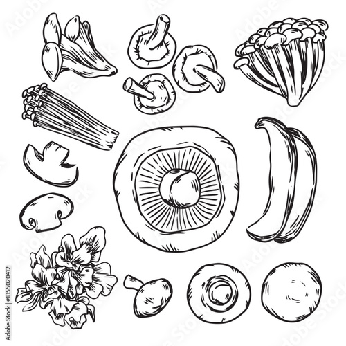 Mixed edible mushroom fungi outline drawing illustration