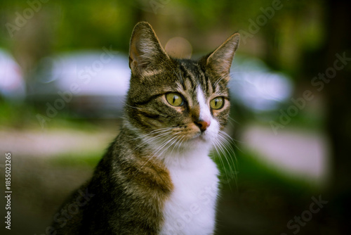 Retrato gato primer plano