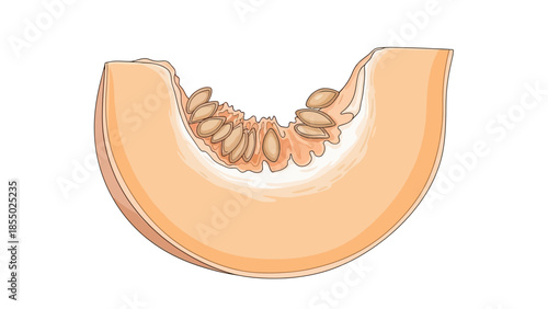 Freshly cut succulent cantaloupe melon slice with visible seeds, healthy and ripe fruit illustration on a clean background