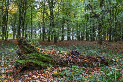 Rotting tree trunk in autumn woodland, Hampshire, England, UK