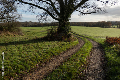 Bridleway passing through winter landscape of green fields and bare trees, near Kingsclere, Hampshire, England, United Kingdom, Europe