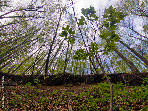 Forest view from low angle looking up at tall trees with new spring foliage