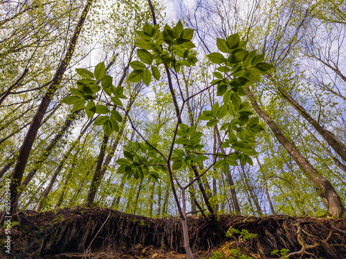 Forest view from low angle looking up at tall trees with new spring foliage
