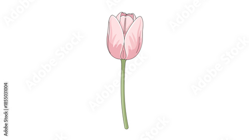 Single Pink Tulip Flower Illustration Isolated on White Background