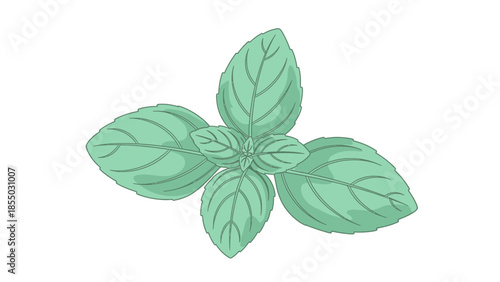Fresh green basil leaves illustration, a culinary herb and aromatic plant