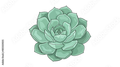 Vibrant Hand-Drawn Succulent Plant Illustration Echeveria Art for Nature-Inspired Designs and Botanical Themes