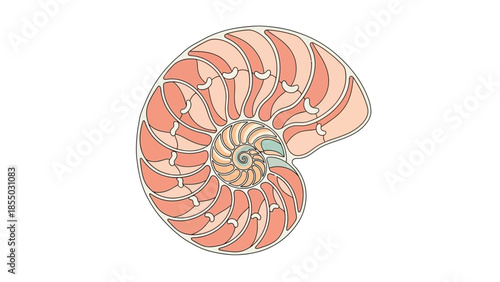 Nautilus Shell Cross-Section A Spiral Design Inspired by Nature's Geometry