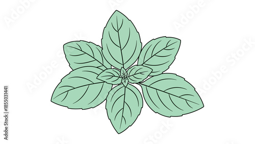 Vibrant and Aromatic Fresh Basil Leaves Illustration for Culinary and Herbal Design Projects