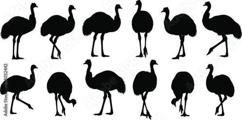 Emu silhouettes, wildlife vector, black emu shapes, bird poses, animal silhouettes, emu walking, nature icon, emu clipart, emu collection, emu graphics