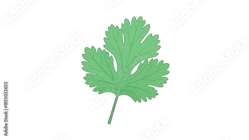 Fresh Green Cilantro Leaf Illustration - Isolated on White Background