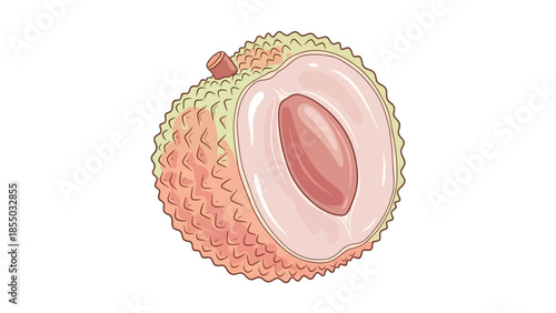 Lychee Fruit Cross-Section Botanical Illustration
