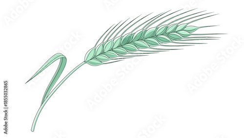 Stylized Wheat Stalk Botanical Illustration