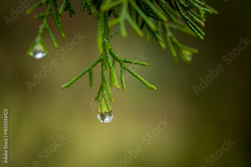 Close up of a raindrop at the end of a green branch on a Cypress tree in a garden in France