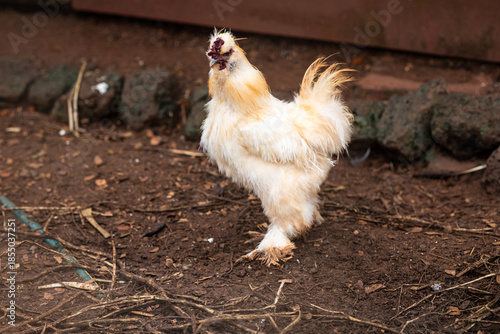 Cochin chicken; large, asiatic breed of chicken covered in abundant soft white feathers, friendly and suitable for pets