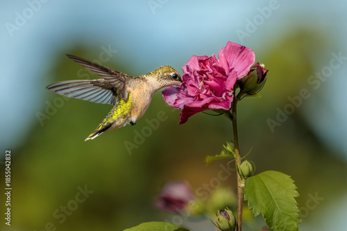 A female or juvenile Ruby Throated Hummingbird feeds on a pink, double blossomed, Rose of Sharon flower on a late summer morning.
