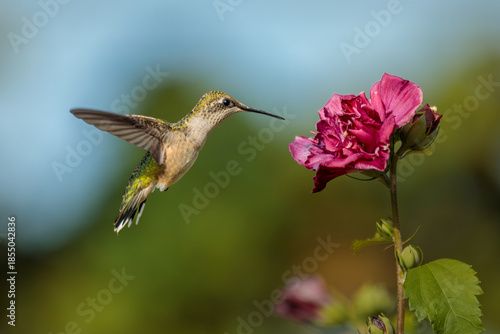 A female or juvenile Ruby Throated Hummingbird feeds on a pink, double blossomed, Rose of Sharon flower on a late summer morning.
