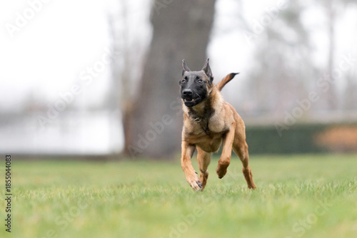 Canvastavla Belgian Malinois Running on Green Grass in Park