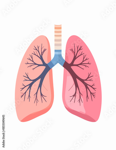 Human Respiratory System Anatomy - Medical Illustration of Lungs and Bronchi