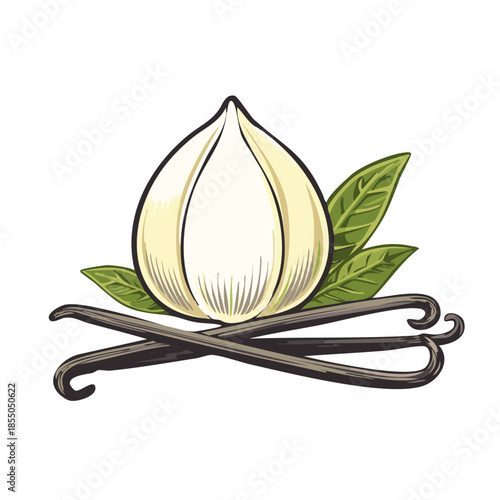 Vanilla Pods with Flower and Leaves Illustrative Art Design for Cooking or Flavoring Ingredient