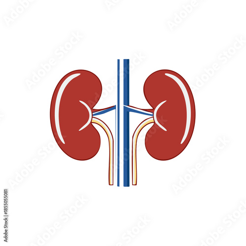 Kidney anatomy diagram illustrates human urinary system including renal structure, ureter, veins and arteries, with detailed medical illustration of internal organs