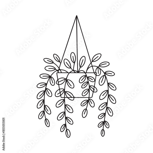 Simple line drawing of a hanging plant in a pot botanical illustration