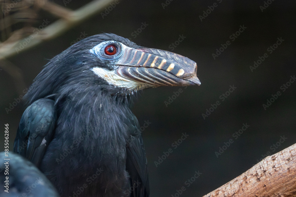 Obraz premium Visayan Hornbill (Penelopides panini) - Endemic to the rainforests of the Philippine islands