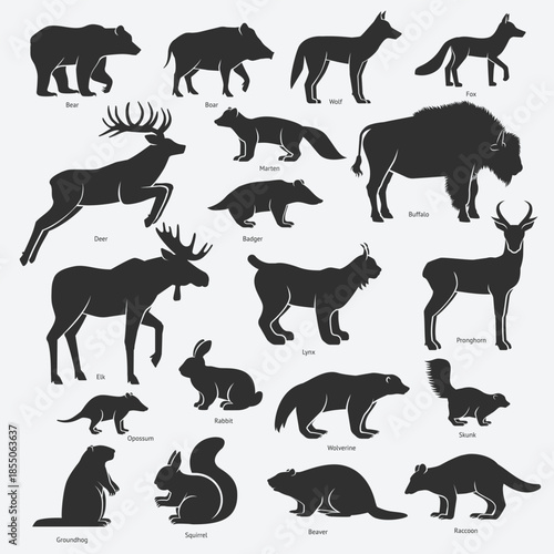 Set of Wild animals of North America. Vector illustration