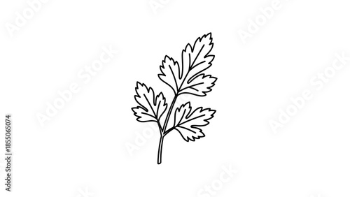 Parsley sprig line art on white background, simple botanical illustration