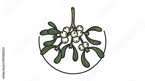 Christmas mistletoe sprig with white berries and green leaves, vector illustration