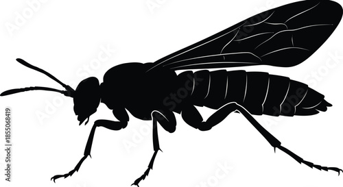 Sawfly Silhouette Vector Illustration on White Background
