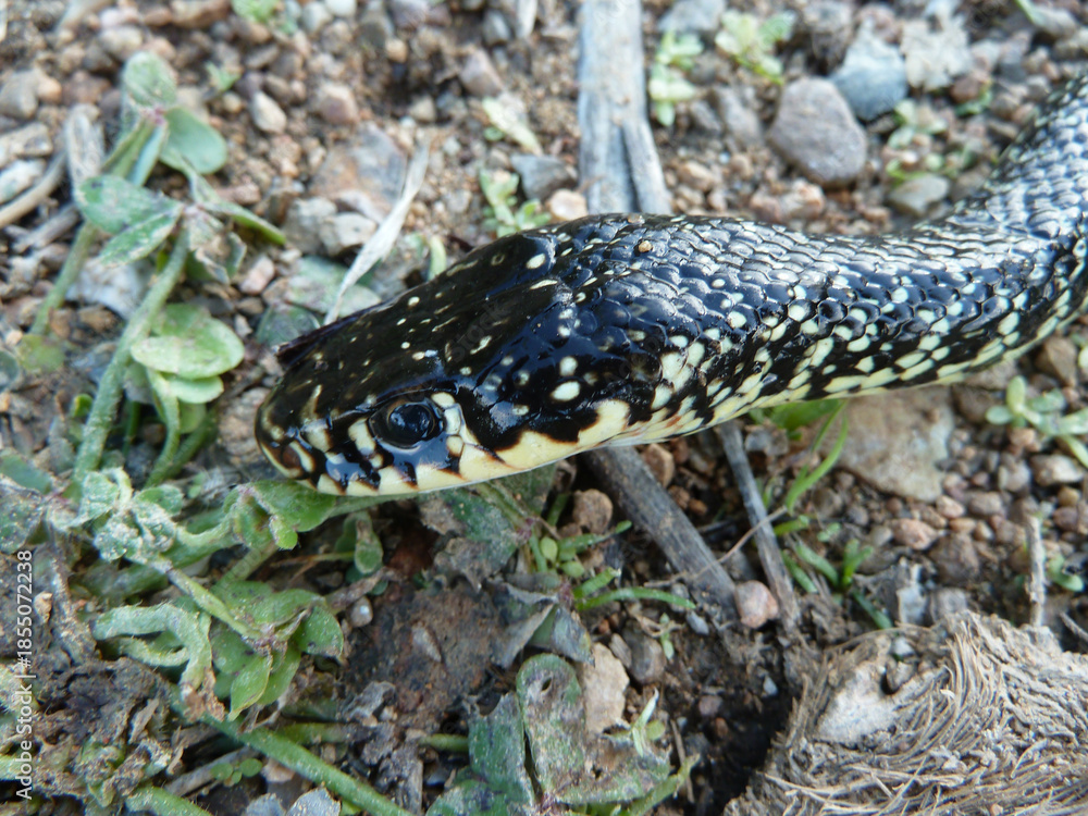 Fototapeta premium Biacco