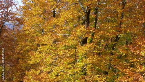 Breathtaking autumn scenery captured from the seasonal ropeway at Moriyoshi Mountain in Akita City, Japan. Golden and orange maple leaves create a stunning fall landscape.