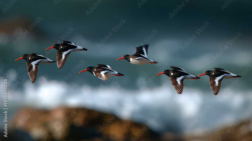 Fototapeta premium A flock of oystercatcher birds taking flight over the ocean, their wings spread wide as they navigate the coastal breeze, an elegant ballet in the sky.