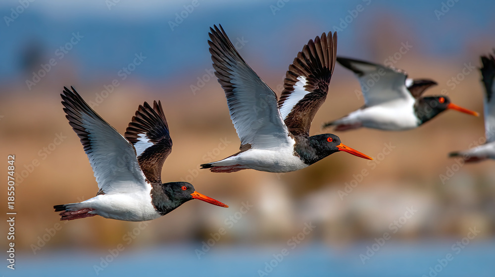 Fototapeta premium A group of birds with red beaks soars through the air against a backdrop of blue water and a sandy shoreline in a captivating flight.