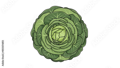 Fresh green cabbage top view, healthy vegetable illustration on white background